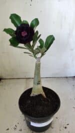 ENXERTO 11886 – 25cm (cor LM 663) - Imagem 2