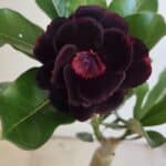 ENXERTO 11886 – 25cm (cor LM 663)