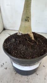 ENXERTO 11886 – 25cm (cor LM 663) - Imagem 7