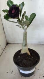 ENXERTO 11886 – 25cm (cor LM 663) - Imagem 6