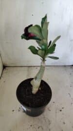 ENXERTO 11886 – 25cm (cor LM 663) - Imagem 5