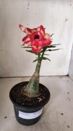 ENXERTO 11887 – 20cm (cor LM 926) - Imagem 2