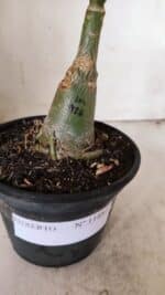 ENXERTO 11887 – 20cm (cor LM 926) - Imagem 6