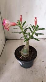 ENXERTO 11887 – 20cm (cor LM 926) - Imagem 5