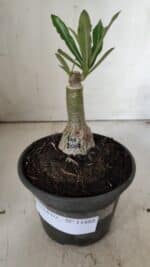 ENXERTO 11888 – 20cm (cor LM 1007) - Imagem 2