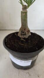 ENXERTO 11888 – 20cm (cor LM 1007) - Imagem 4