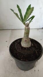 ENXERTO 11888 – 20cm (cor LM 1007) - Imagem 3