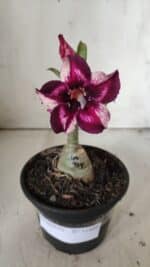 ENXERTO 11889 – 20cm (cor LM 989)- Id: Estrela Purpura - Imagem 2