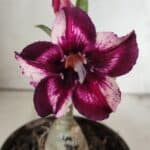 ENXERTO 11889 – 20cm (cor LM 989)- Id: Estrela Purpura