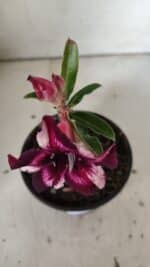 ENXERTO 11889 – 20cm (cor LM 989)- Id: Estrela Purpura - Imagem 4