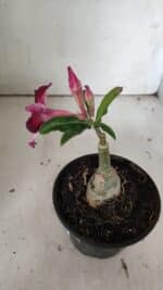 ENXERTO 11889 – 20cm (cor LM 989)- Id: Estrela Purpura - Imagem 5