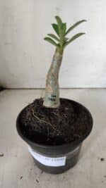 ENXERTO 11890 – 20cm (cor LM 1000) - Imagem 2