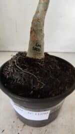 ENXERTO 11890 – 20cm (cor LM 1000) - Imagem 4