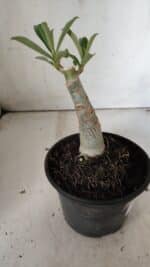 ENXERTO 11890 – 20cm (cor LM 1000) - Imagem 3