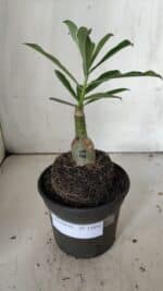 ENXERTO 11892 – 20cm (cor LM 512) - Imagem 2