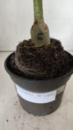 ENXERTO 11892 – 20cm (cor LM 512) - Imagem 4