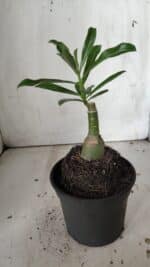 ENXERTO 11892 – 20cm (cor LM 512) - Imagem 3