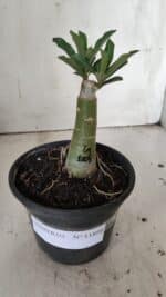 ENXERTO 11894 – 20cm (cor LM 1004) - Imagem 2