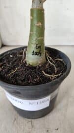 ENXERTO 11894 – 20cm (cor LM 1004) - Imagem 4