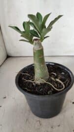 ENXERTO 11894 – 20cm (cor LM 1004) - Imagem 3