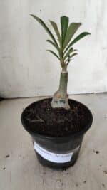 ENXERTO 11895 – 20cm (cor LM 797) Id: FERRARI - Imagem 2