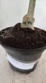 ENXERTO 11895 – 20cm (cor LM 797) Id: FERRARI - Imagem 3