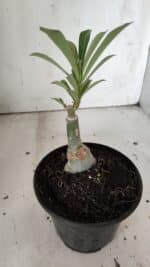 ENXERTO 11895 – 20cm (cor LM 797) Id: FERRARI - Imagem 4