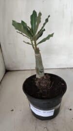 ENXERTO 11896 – 20cm (cor LM 985) - Imagem 2