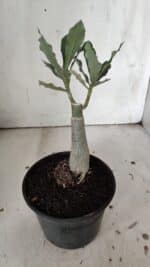 ENXERTO 11896 – 20cm (cor LM 985) - Imagem 4