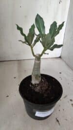 ENXERTO 11896 – 20cm (cor LM 985) - Imagem 3