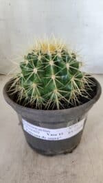Echinocactus Grusonii "Poltrona de Sogra"  Nº 01 - vaso 15 - Imagem 2
