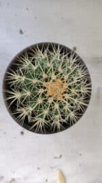 Echinocactus Grusonii "Poltrona de Sogra"  Nº 01 - vaso 15 - Imagem 3