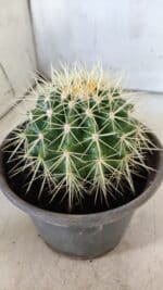 Echinocactus Grusonii "Poltrona de Sogra"  Nº 01 - vaso 15 - Imagem 8