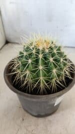 Echinocactus Grusonii "Poltrona de Sogra"  Nº 01 - vaso 15 - Imagem 7