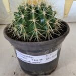 Echinocactus Grusonii "Poltrona de Sogra"  Nº 01 - vaso 15