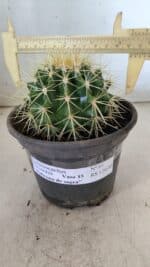 Echinocactus Grusonii "Poltrona de Sogra"  Nº 01 - vaso 15