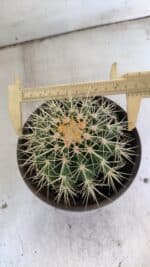 Echinocactus Grusonii "Poltrona de Sogra"  Nº 01 - vaso 15 - Imagem 5