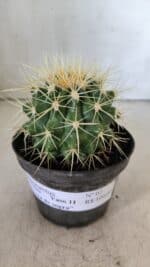 Echinocactus Grusonii "Poltrona de Sogra"  Nº 02 - vaso 11 - Imagem 2