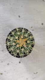 Echinocactus Grusonii "Poltrona de Sogra"  Nº 02 - vaso 11 - Imagem 9