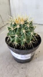 Echinocactus Grusonii "Poltrona de Sogra"  Nº 02 - vaso 11 - Imagem 8