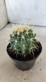 Echinocactus Grusonii "Poltrona de Sogra"  Nº 02 - vaso 11 - Imagem 7