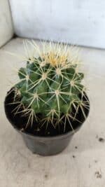 Echinocactus Grusonii "Poltrona de Sogra"  Nº 02 - vaso 11 - Imagem 6