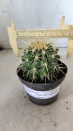 Echinocactus Grusonii "Poltrona de Sogra"  Nº 02 - vaso 11