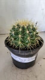 Echinocactus Grusonii "Poltrona de Sogra"  Nº 03 - vaso 15 - Imagem 2