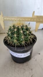 Echinocactus Grusonii "Poltrona de Sogra"  Nº 03 - vaso 15