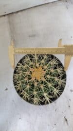 Echinocactus Grusonii "Poltrona de Sogra"  Nº 03 - vaso 15 - Imagem 3