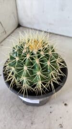 Echinocactus Grusonii "Poltrona de Sogra"  Nº 03 - vaso 15 - Imagem 7