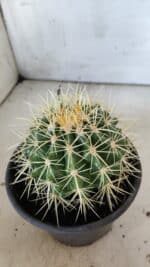 Echinocactus Grusonii "Poltrona de Sogra"  Nº 03 - vaso 15 - Imagem 5
