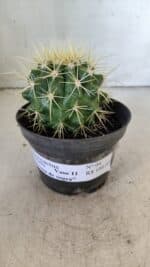 Echinocactus Grusonii "Poltrona de Sogra"  Nº 04 - vaso 11 - Imagem 2