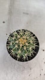 Echinocactus Grusonii "Poltrona de Sogra"  Nº 04 - vaso 11 - Imagem 3